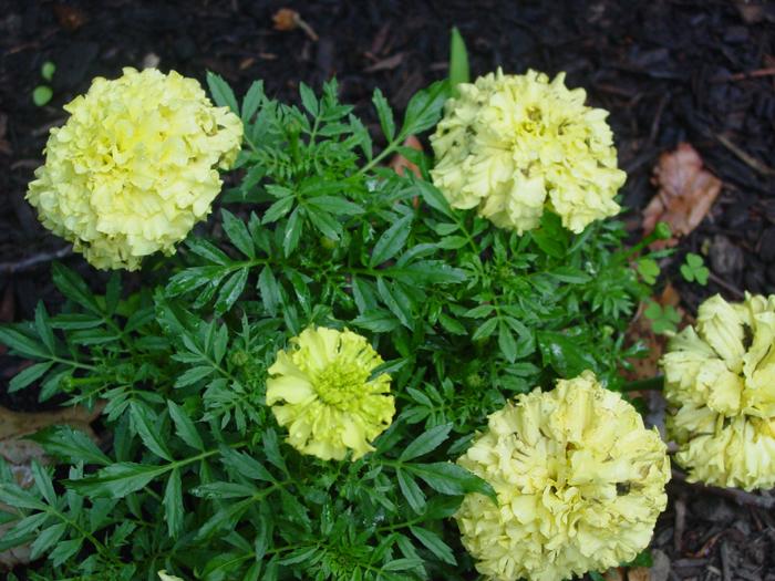 Marigold Inca Primrose